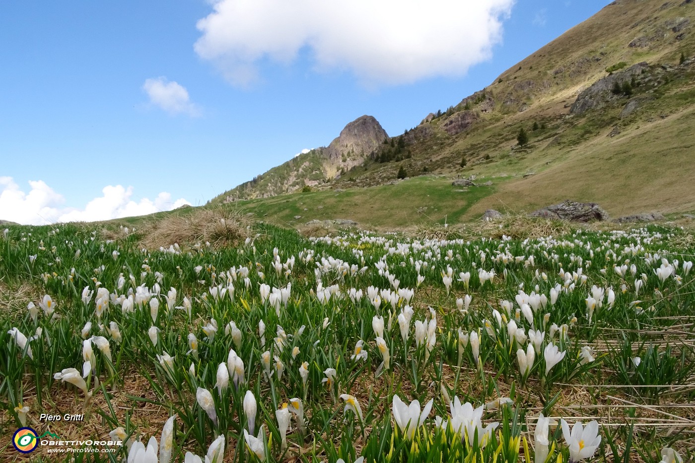 39 Distese di crocus con vista verso i Tre Pizzi.JPG